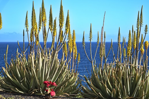 23 feb 2021 Las Roques
